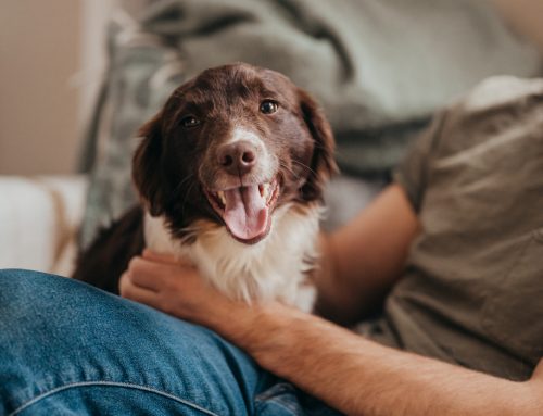 Pet Custody in Divorce: Yes, It’s Real — and It Matters